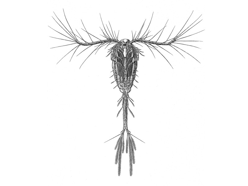 Drawing of a marine copepod